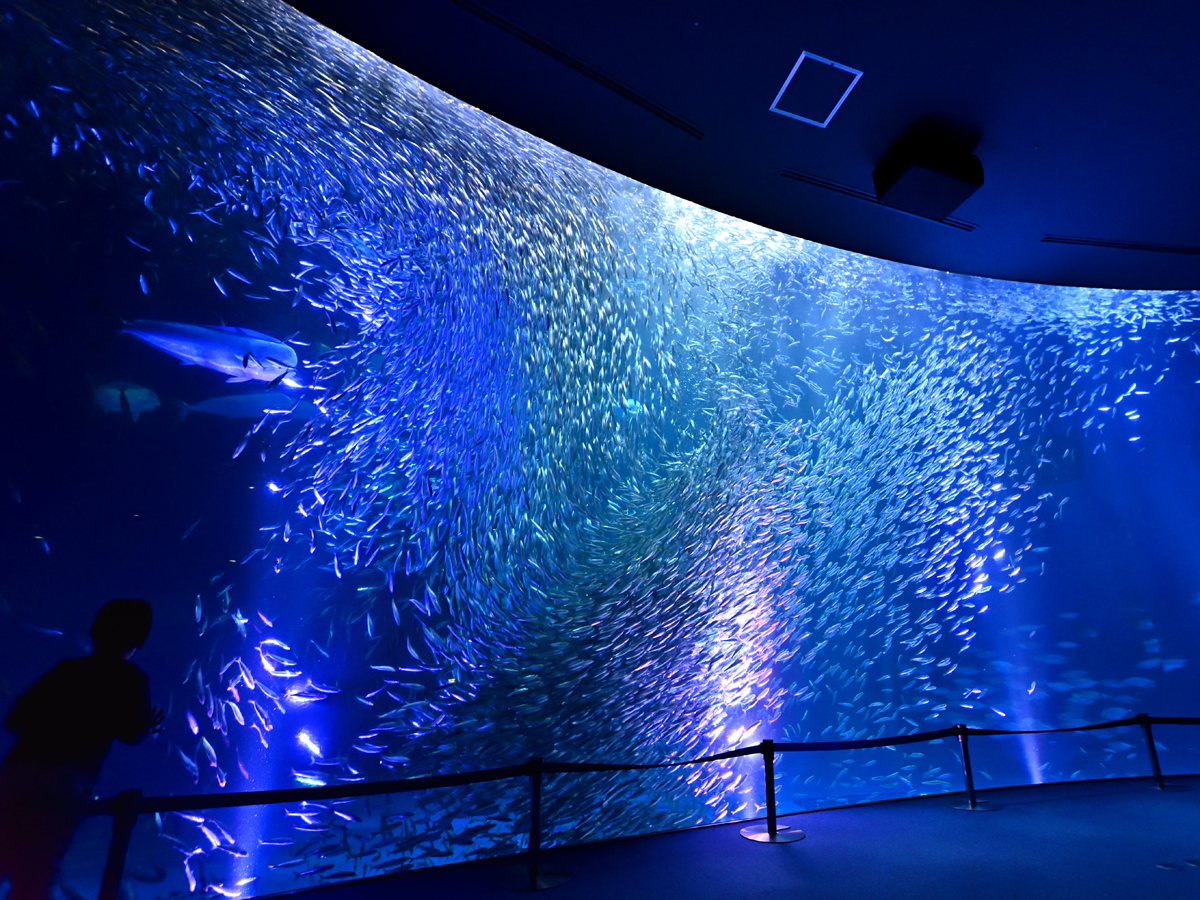 名古屋港水族館の水槽写真